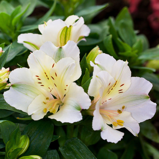 Alstroemeria 'Colorita Claire'