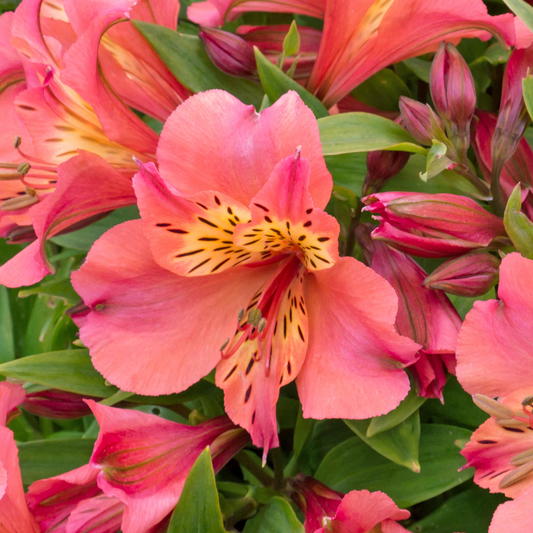 Alstroemeria 'Colorita Eliane Orange'