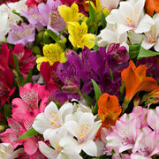 Alstroemeria Mix