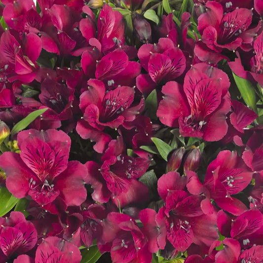 Alstroemeria 'Dark Purple'