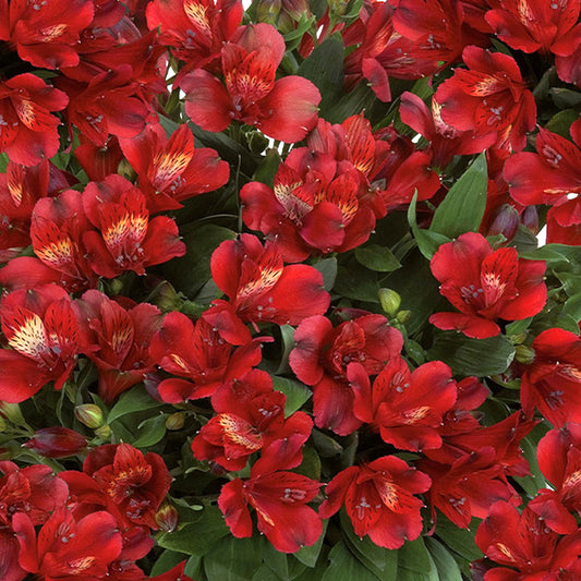 Alstroemeria 'Doba'