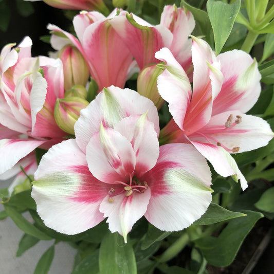 Alstroemeria 'Maya'