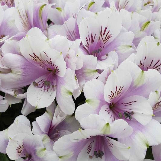 Alstroemeria 'Moon'