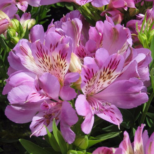 Alstroemeria 'Navayo'