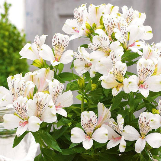 Alstroemeria 'White Magic'