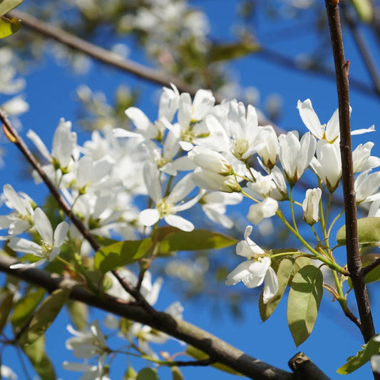 Amelanchier 'Ballerina'