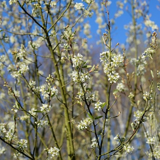 Amelanchier 'October Flame'