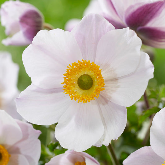 Anemone 'Dainty Swan'