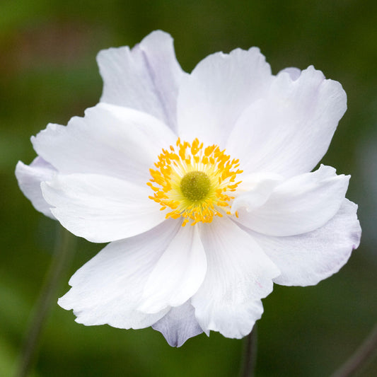 Anemone 'Dreaming Swan'