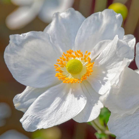 Anemone 'Ruffled Swan'