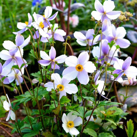 Anemone 'Wild Swan'