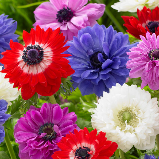 Anemone coronaria Saint Brigid Garden Mix