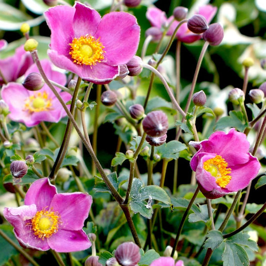 Anemone 'Fantasy Jasmine'