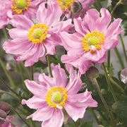 Anemone 'Fantasy Pocahontas'