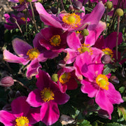 Anemone 'Fantasy Red Riding Hood'