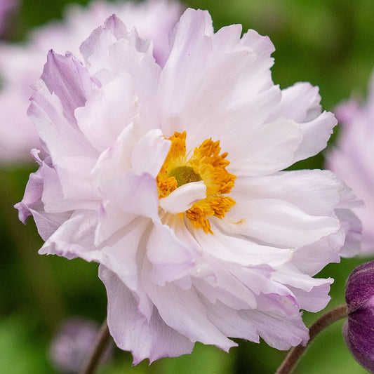 Anemone 'Frilly Knickers'