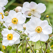 Anemone 'Honorine Jobert'