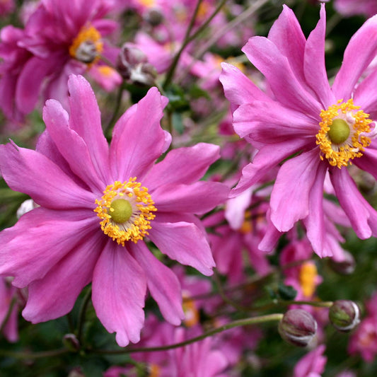 Anemone 'Prinz Heinrich'