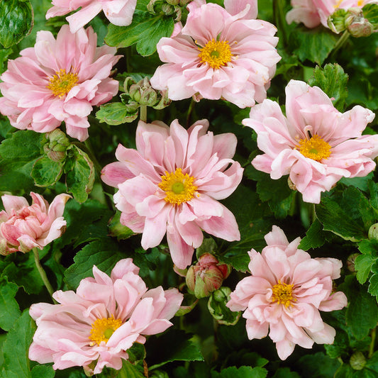 Anemone 'Queen Charlotte'