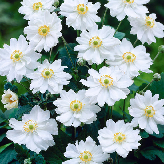 Anemone 'Whirlwind'