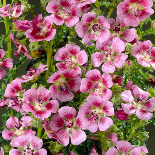 Anisodontea 'Elegans Princess'