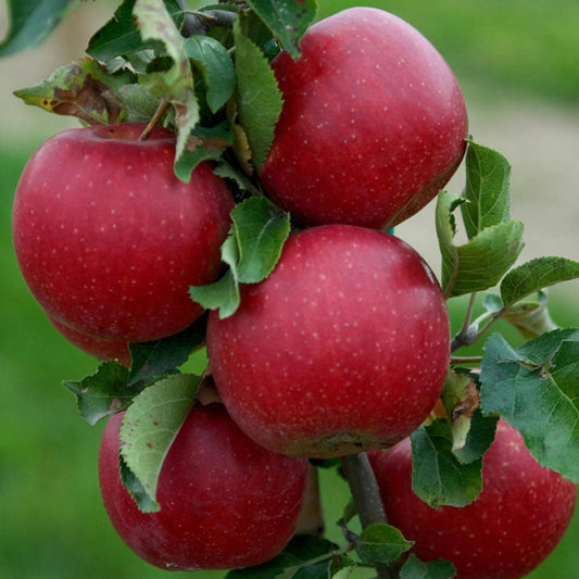 Apple 'Jonagold' Patio Tree