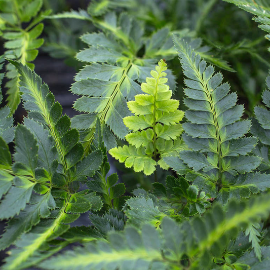 Arachnoides 'Variegata'