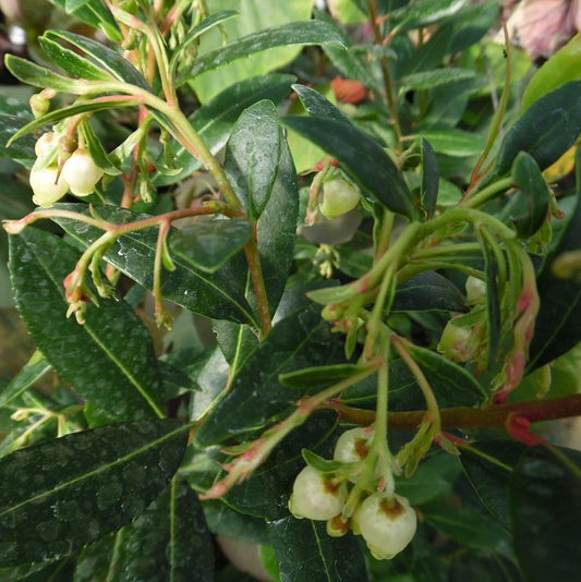 Arbutus 'Atlantic'