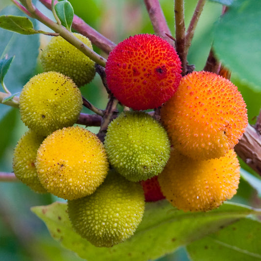 Arbutus unedo