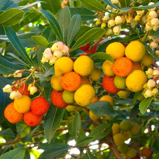 Arbutus 'Compacta'