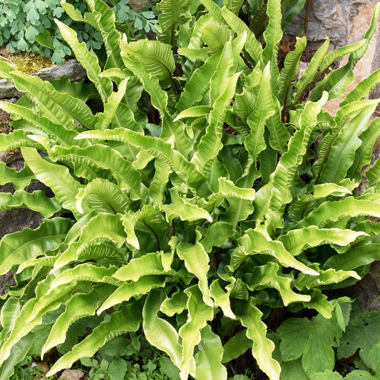 Asplenium 'Angustifolium'