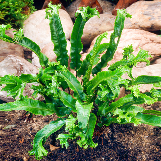 Asplenium 'Cristatum'