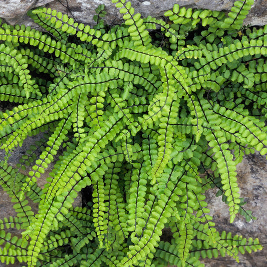 Asplenium trichomanes