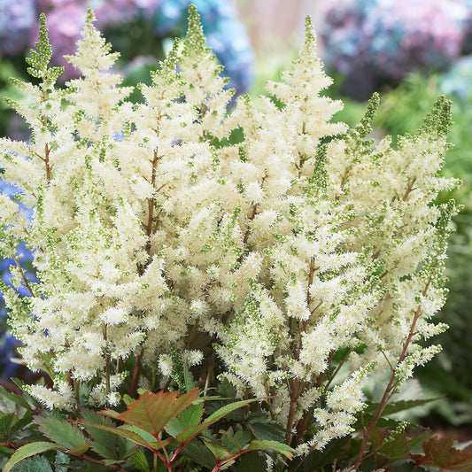 Astilbe 'Happy Day'