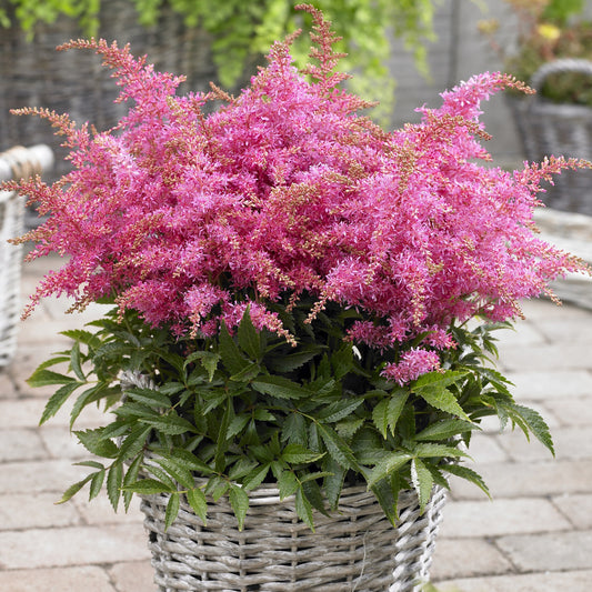 Astilbe 'Short 'n' Sweet Raspberry'