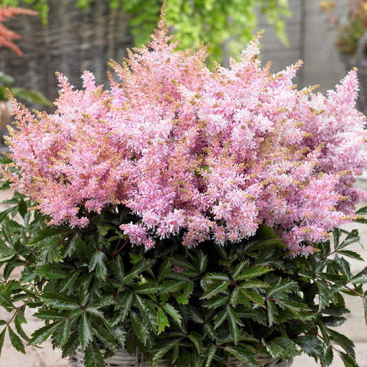 Astilbe 'Short 'n' Sweet Sugarberry'