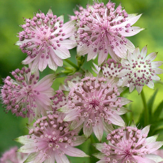 Astrantia 'Buckland'