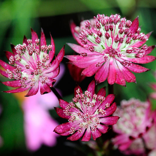 Astrantia 'Claret'