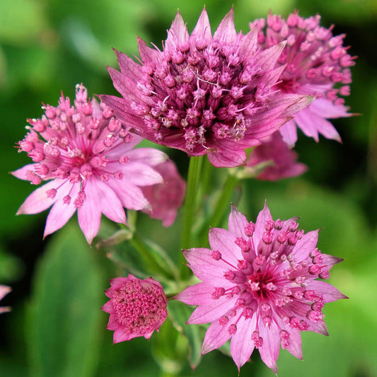 Astrantia 'Roma'