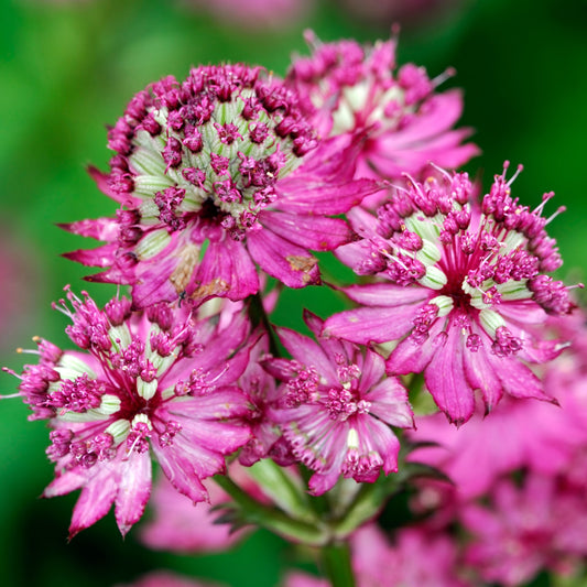 Astrantia 'Star of Beauty'