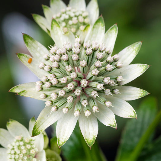 Astrantia 'Star of Billion'