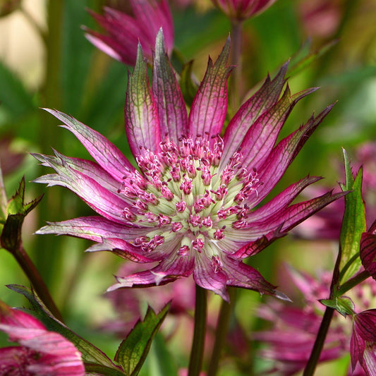 Astrantia 'Star of Love'