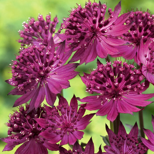 Astrantia 'Venice'