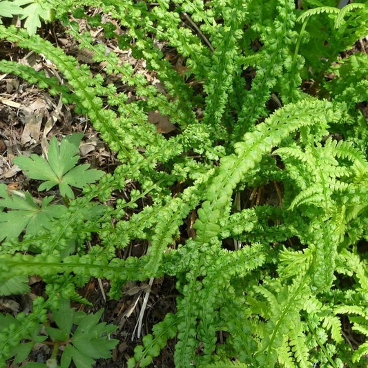 Athyrium 'Frizelliae'