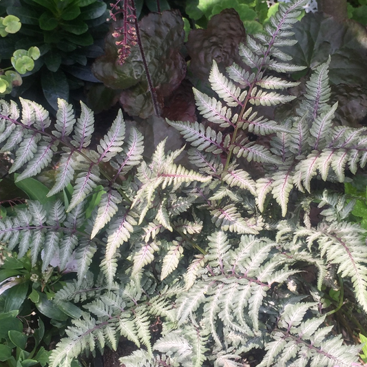 Athyrium 'Red Beauty'