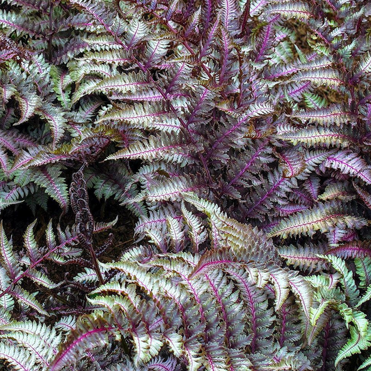 Athyrium 'Metallicum'