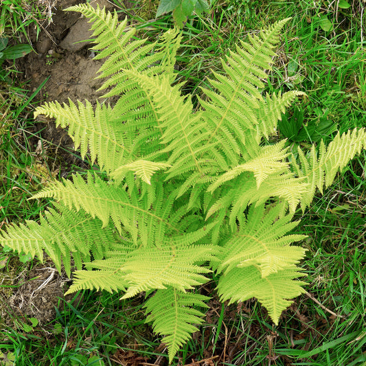 Athyrium filix-femina