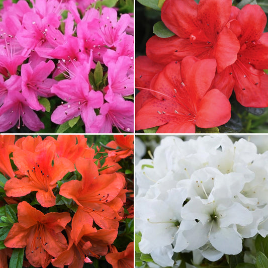 Azalea Mix