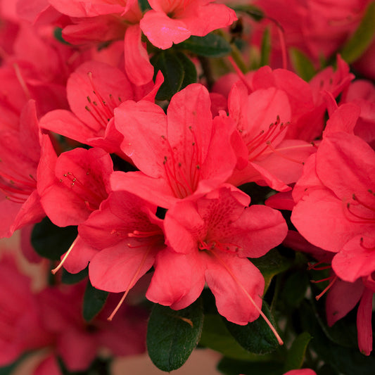 Azalea 'Encore Sunset'