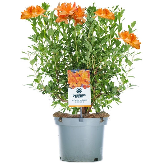 Orange Azalea Mollis